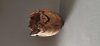 Gary Lowe: Woodturning (5)