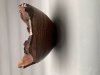 Graham Brooks: Woodturning (9)